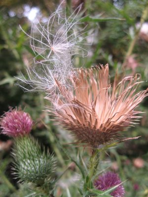 thistle blowing away
