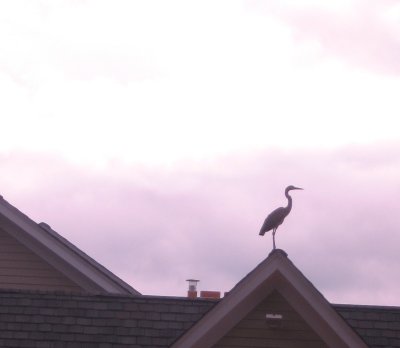 egret on the roof next door