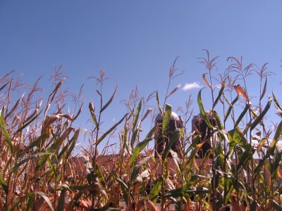 silos through the corn