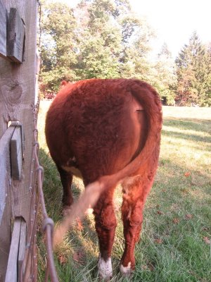 cattle behind