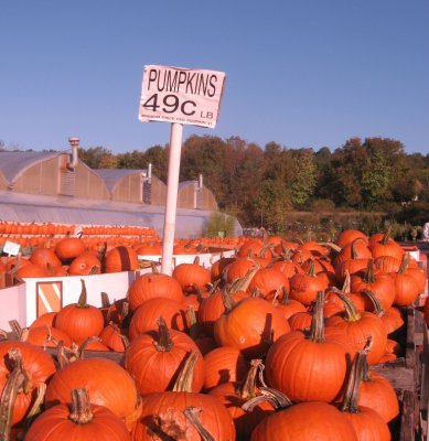 pumpkins1