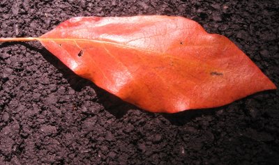 autumn leaf