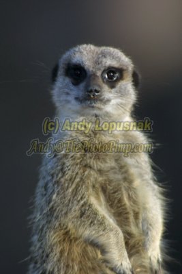 Meercat