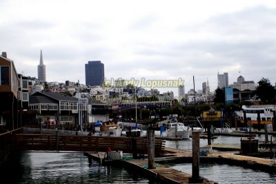 Downtown San Francisco as seen from Pier 39 near the Sea Lions