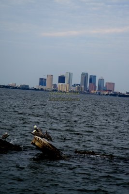 Downtown Tampa from Ballast Point Pier