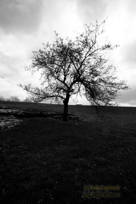 Lone tree in Kansas City