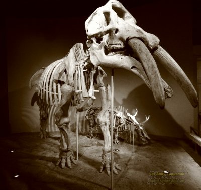Denver Dinosaur Fossils
