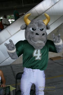 Univ. of South Florida mascot - Rocky the Bull