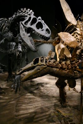 Denver Dinosaur Fossils