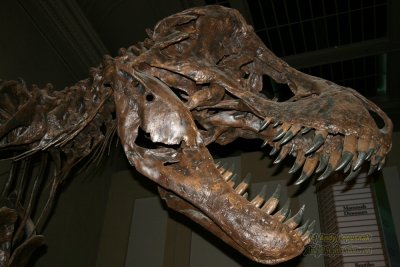 T-Rex dinosaur fossil at Natural History Museum