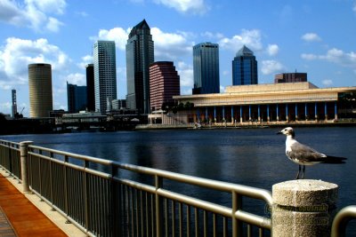 Tampa Skyline