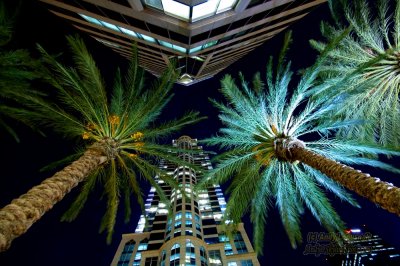 Tampa palm trees