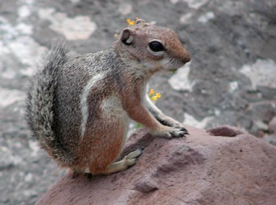 Harris' Antelope Ground Squirrel