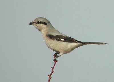 Northern Shrike