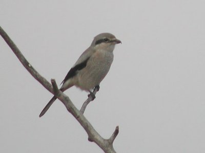 Northern Shrike