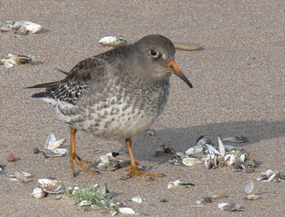 Purple Sandpiper