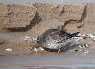 Purple Sandpiper