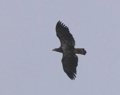 Bald Eagle immature