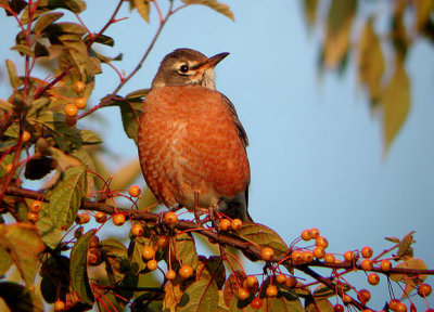 American  Robin