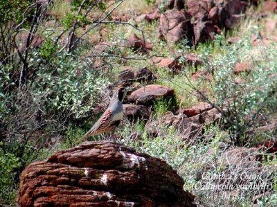 Gambell's Quail