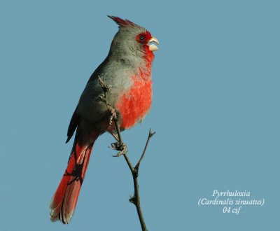 Pyrrhuloxia