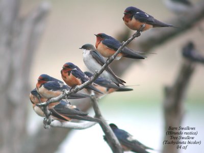 Barn and Tree Swallows