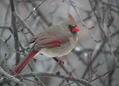 Northern  Cardinal female