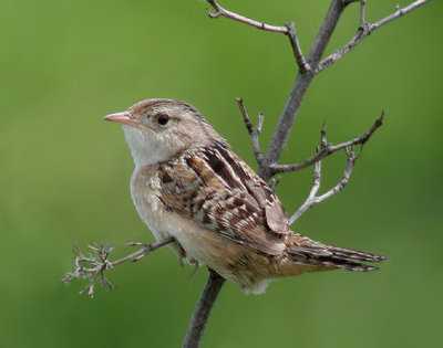 Sedge Wren