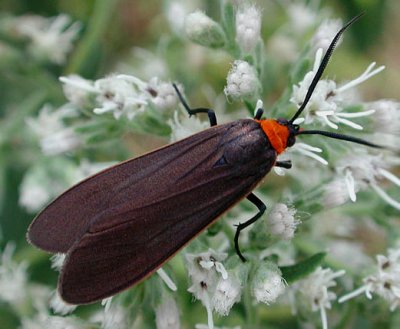 Yellow-collared Scape Moth