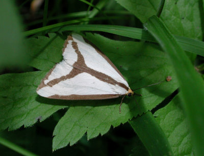 LeConte's Haploa