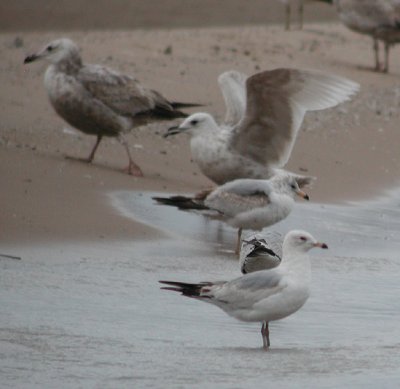 Iceland Gull 3