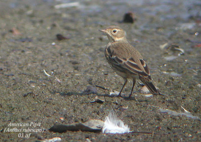 American Pipit