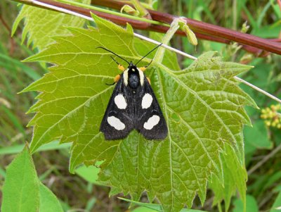 Eight-spotted Forrester Moth