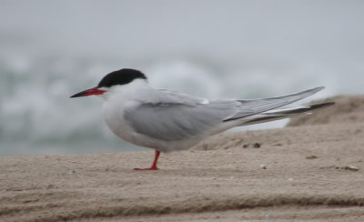 Common Tern