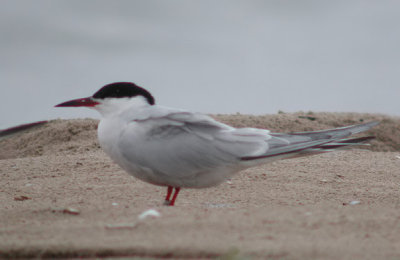 Common Tern