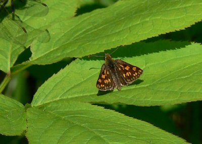 Arctic Skipper