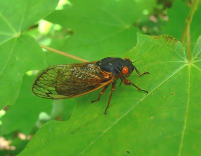 Periodical Cicadas and Dog-day Cicada 2007