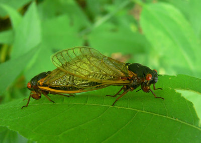 Periodical Cicadas