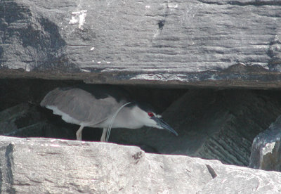 Black-crowned Night Heron