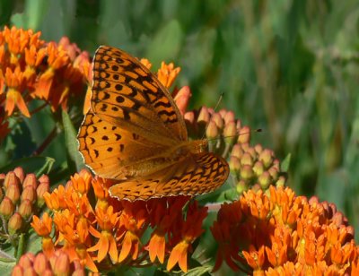 Great Spangled Fritillary