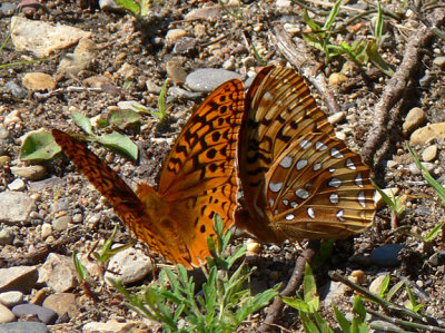 Great Spangled Fritillaries