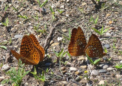 Great Spangled Fritillaries