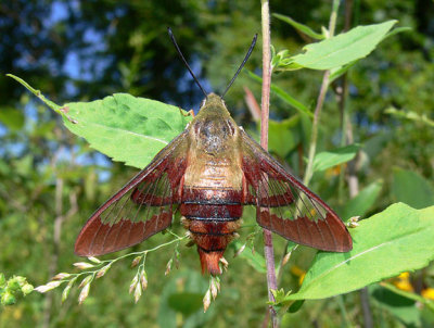 Hummingbird Clearwing