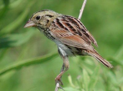 Henslow's  Sparrow