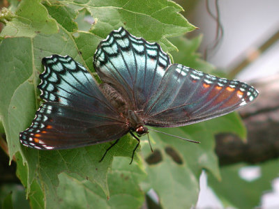 Red-spotted Purple