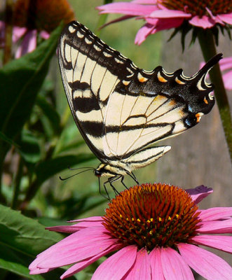 Eastern Tiger Swallowtail