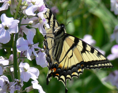Canadian Tiger Swallowtail