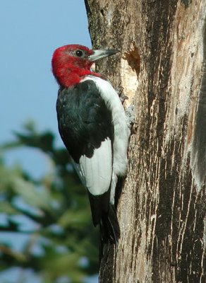 Red-headed Woodpecker