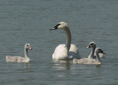 Trumpeter Swan family