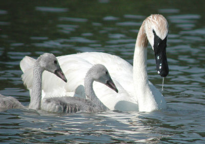 Trumpeter Swans